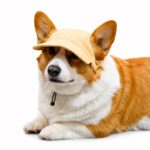 Ribbed Corduroy Ear-Hole Dog Hat - Image 3