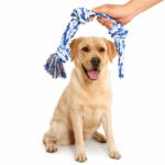 Colorful Multi-Knotted Cotton Rope Dog Chew Toy - Image 3