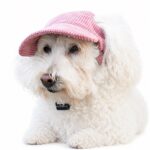 Corduroy Dog Visor Hat