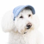 Corduroy Dog Visor Hat - Image 4