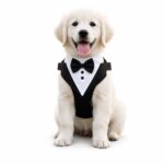 Tuxedo-Style Dog Harness with Bow Tie - Image 2
