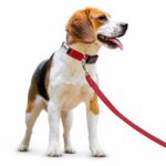 Nylon Engravable Dog Collar with Metal ID Tag