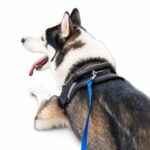 Long Nylon Training Leash with Metal Clip and Handle - Image 2