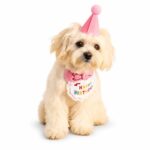 Pet Birthday Bandana And Party Hat Set