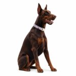 Printed Fabric Dog Collar with Durable Metal Buckle - Image 2