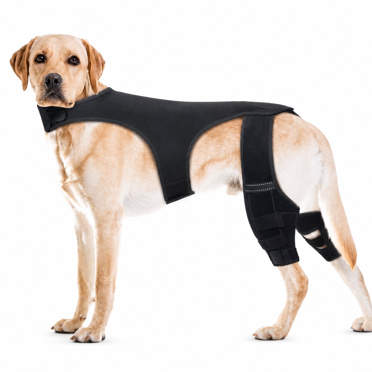 Cotton Rope Dog Chew Toy Assortment Black Neoprene Dog Leg Support Harness - Image 1